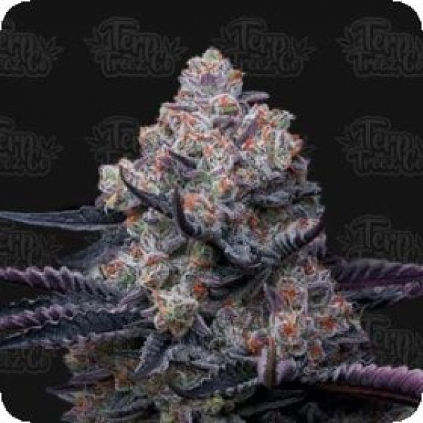 RS11 Feminised Cannabis Seeds - Growers Choice. RS11 Feminised Cannabis Seeds - Growers Choice.