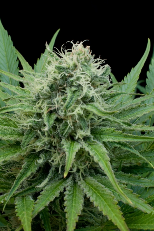 Raw Diesel Feminised Cannabis Seeds