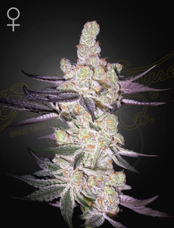 Razuberi Feminised Cannabis Seeds | Green House Seeds Razuberi Feminised Cannabis Seeds | Green House Seeds