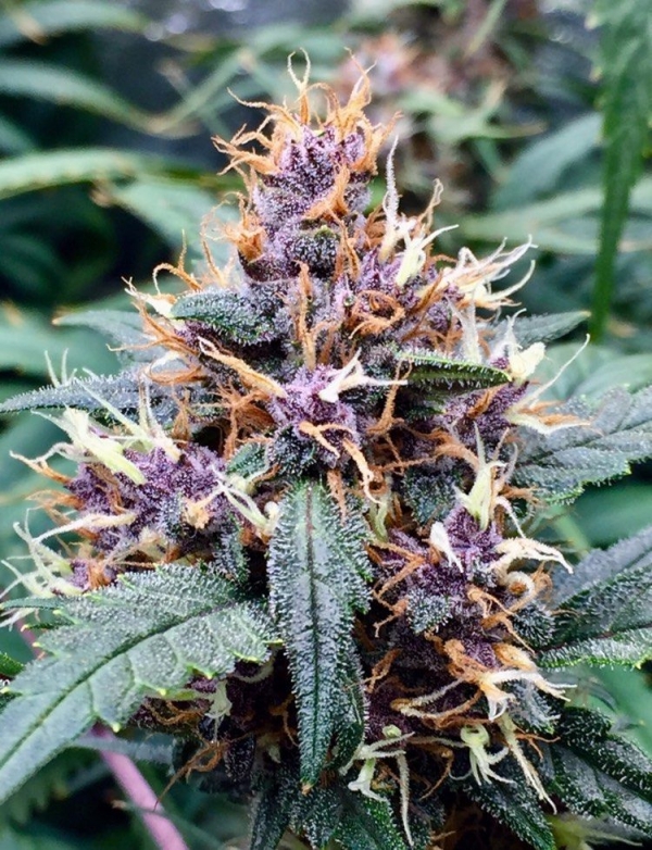 Red Banana Berry Double XL Auto Feminised Cannabis Seeds - Growers Choice