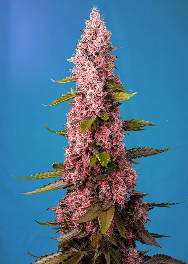 Red Hot Cookies Feminised Cannabis Seeds | Sweet Seeds.