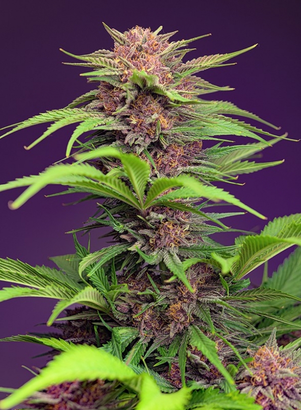 Red Mimosa XL Auto Feminised Cannabis Seeds | Sweet Seeds.