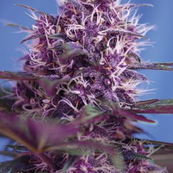 Red Poison Auto Feminised Cannabis Seeds | Sweet Seeds.