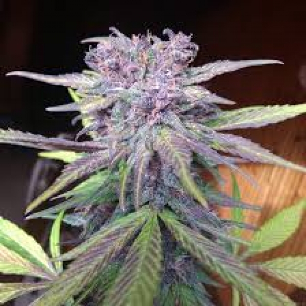 Red Strawberry Banana Auto Feminised Cannabis Seeds | Sweet Seeds. Red Strawberry Banana Auto Feminised Cannabis Seeds | Sweet Seeds.