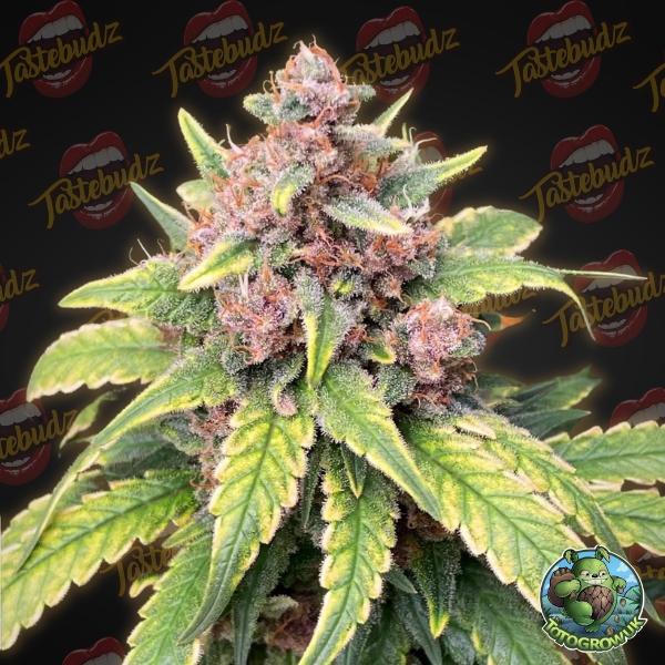 Reefreshers Feminised Cannabis Seeds - Tastebudz.