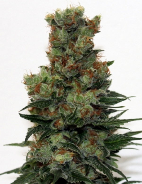 Badazz Feminised Cannabis Seeds