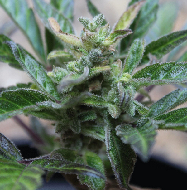 Robocrop x Blueberry  Auto Feminised Cannabis Seeds | Cream Of The Crop
