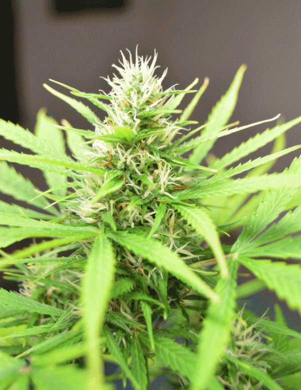 Robocrop Auto Feminised Cannabis Seeds | Cream Of The Crop
