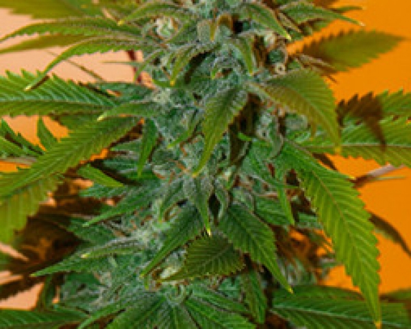 Romberry Regular Cannabis Seeds | Freedom of Seeds