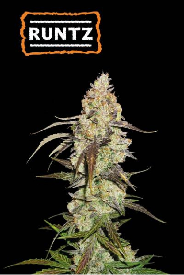 Runtz Feminised Cannabis Seeds | Seed Stockers.