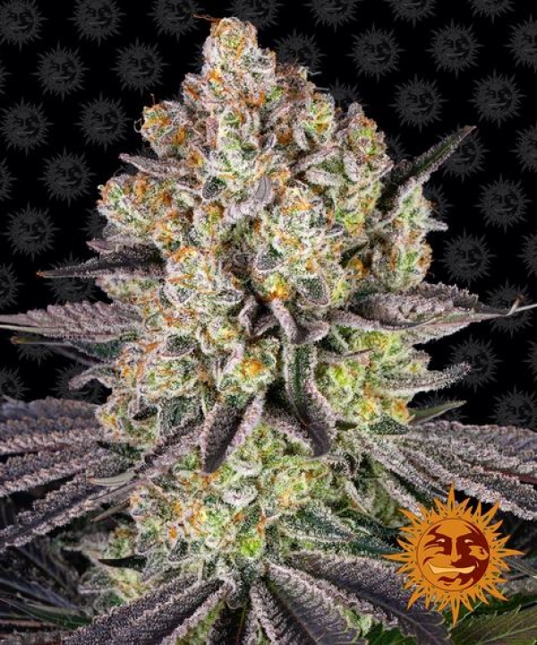 Runtz Auto Feminised Cannabis Seeds | Barney's Farm 