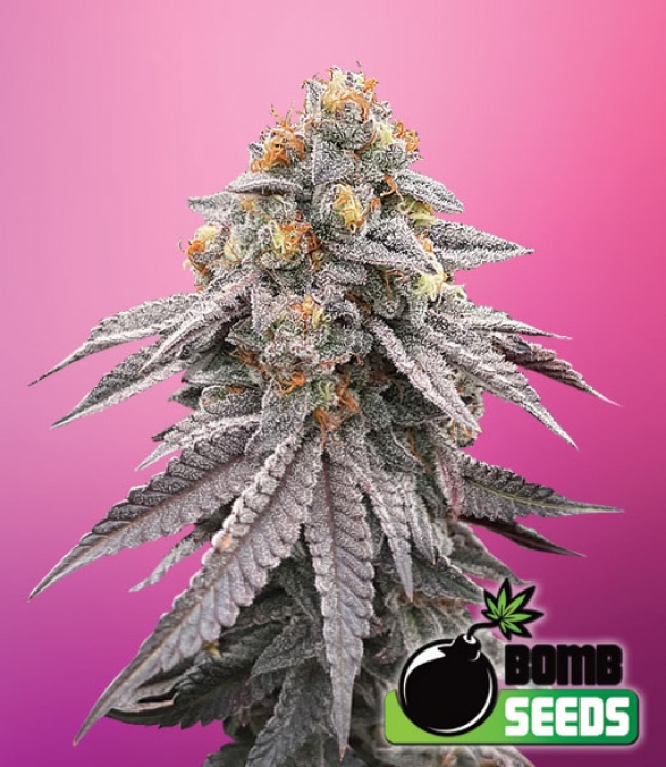 Runtz Bomb Feminised Cannabis Seeds | Bomb Seeds Runtz Bomb Feminised Cannabis Seeds | Bomb Seeds