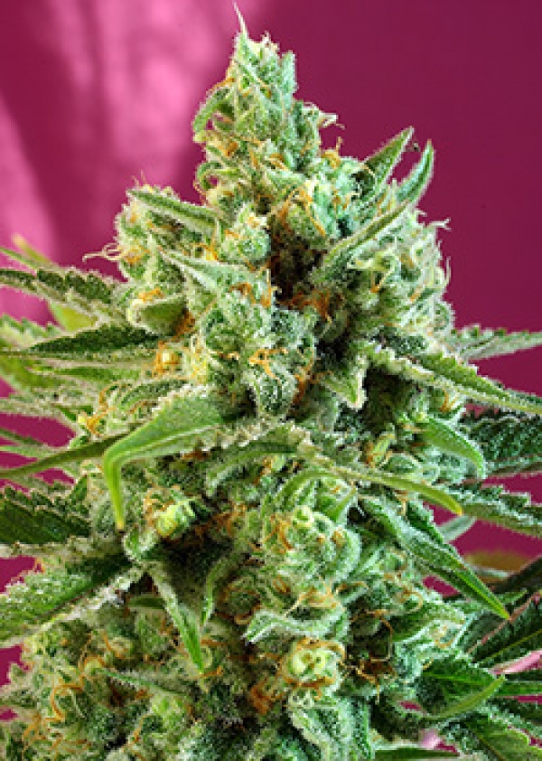 S.A.D. CBD Feminised Cannabis Seeds | Sweet Seeds