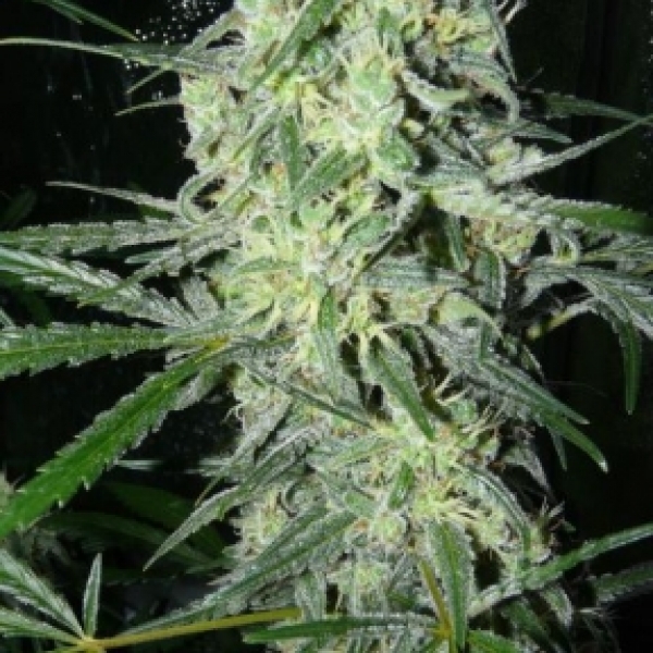 SexBud Feminised Cannabis Seeds | Female Seeds 