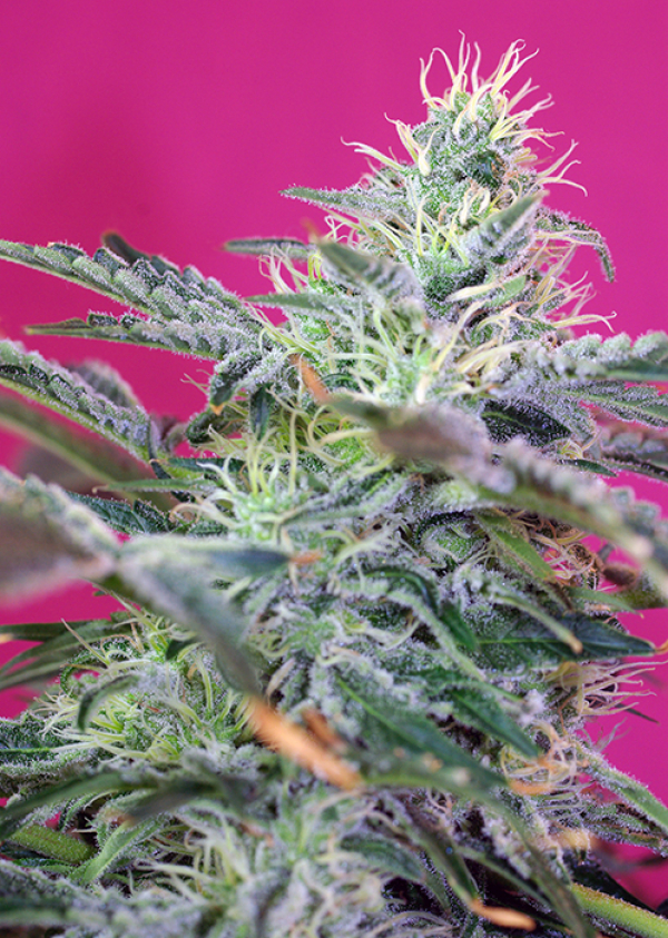 Sweet Cheese Auto Feminised Cannabis Seeds | Sweet Seeds