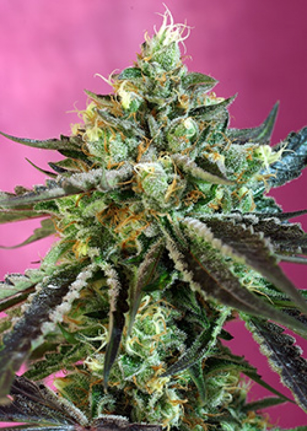 Sweet Nurse Auto CBD Feminised Cannabis Seeds | Sweet Seeds.