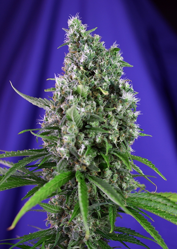 Sweet Trainwreck Auto Feminised Cannabis Seeds | Sweet Seeds Sweet Trainwreck Auto Feminised Cannabis Seeds | Sweet Seeds