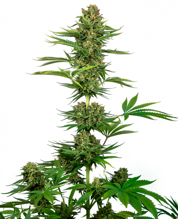 Satin Black Domina CBD Feminised Cannabis Seeds - Sensi Seeds