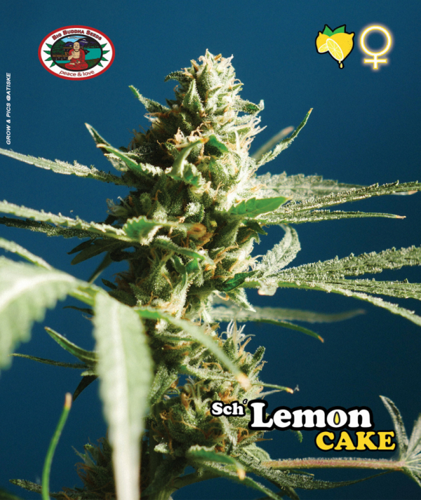 Sch' Lemon Cake Feminised Cannabis Seeds | Big Buddha Seeds Sch' Lemon Cake Feminised Cannabis Seeds | Big Buddha Seeds
