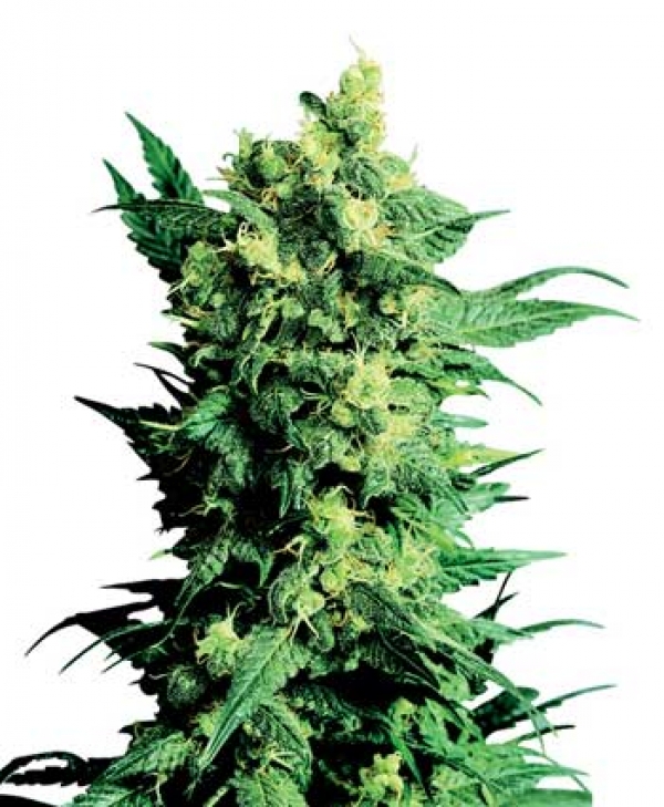 Shiva Shanti II Regular Cannabis Seeds | Sensi Seeds 