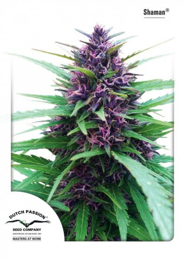 Shaman Feminised Cannabis Seeds | Dutch Passion 