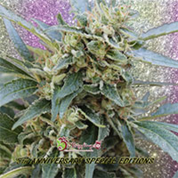 Separation Cake Auto Feminised Cannabis Seeds | Dr Krippling. Separation Cake Auto Feminised Cannabis Seeds | Dr Krippling.