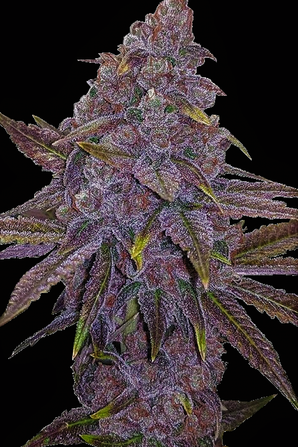 Sherbet Dab Feminised Cannabis Seeds | Big Head Seeds