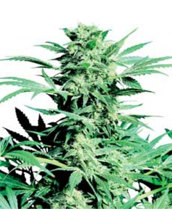 Shiva Skunk Regular Cannabis Seeds | Sensi Seeds Shiva Skunk Regular Cannabis Seeds | Sensi Seeds