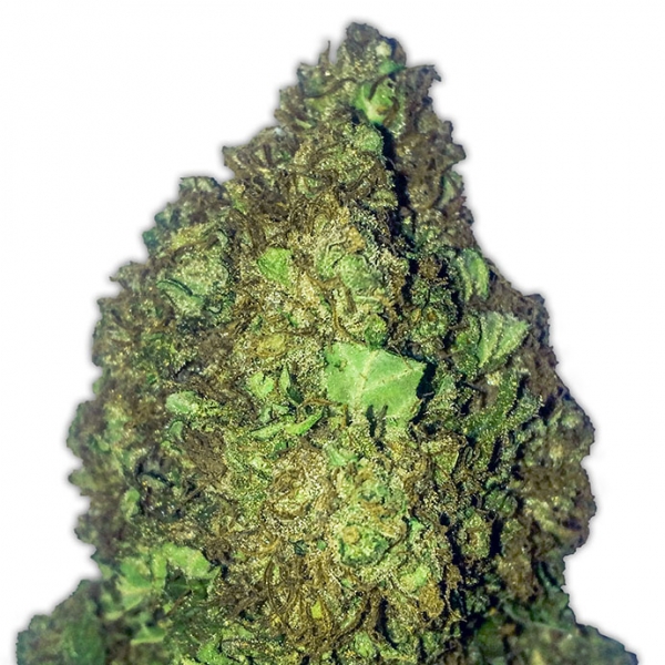 Short and Sweet Auto Feminised Cannabis Seeds | Heavyweight Seeds