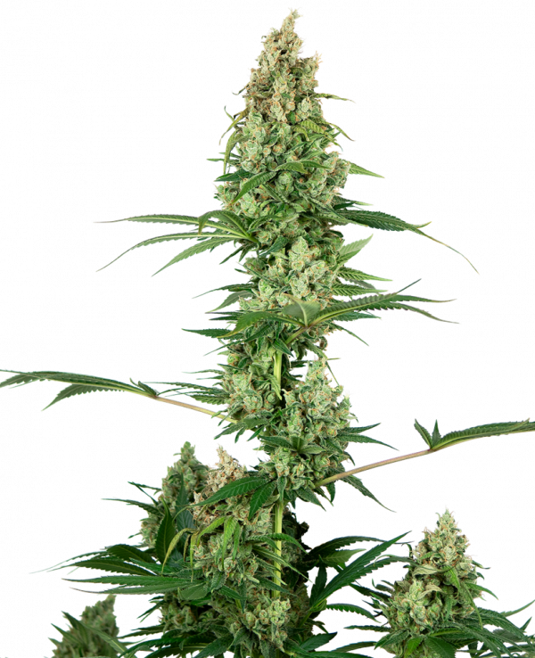 Silver Fire Feminised Cannabis Seeds| Sensi Seeds