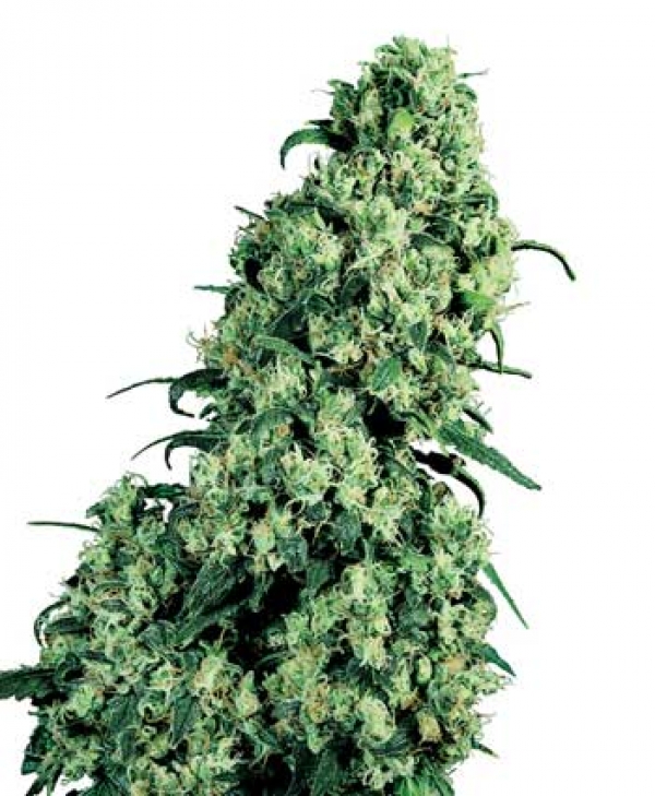 Skunk #1 Regular Cannabis Seeds | Sensi Seeds