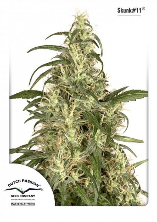 Skunk #11 Feminised Cannabis Seeds | Dutch Passion 