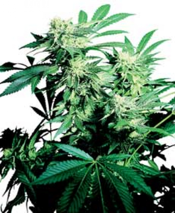 Skunk Kush Feminised Cannabis Seeds | Sensi Seeds Skunk Kush Feminised Cannabis Seeds | Sensi Seeds