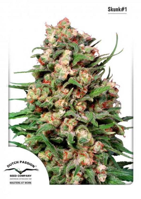 Skunk #1 Regular Cannabis Seeds | Dutch Passion 