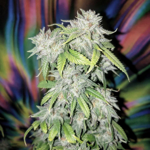 Skush Feminised Cannabis Seeds | Top Shelf Elite Skush Feminised Cannabis Seeds | Top Shelf Elite