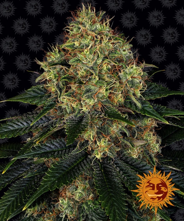 Skywalker OG Auto Feminised Cannabis Seeds | Barney's Farm 