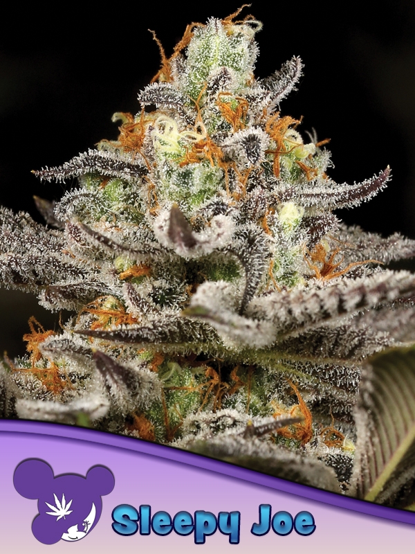 Sleepy Joe Feminised Cannabis Seeds - Anesia Seeds Sleepy Joe Feminised Cannabis Seeds - Anesia Seeds