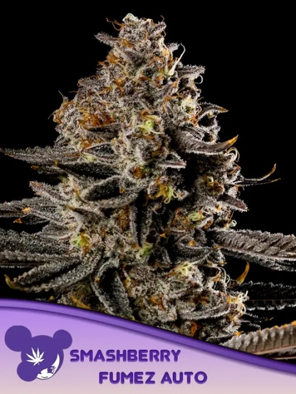 Smashberry Fumez Auto Feminised Cannabis Seeds - Anesia Seeds Smashberry Fumez Auto Feminised Cannabis Seeds - Anesia Seeds