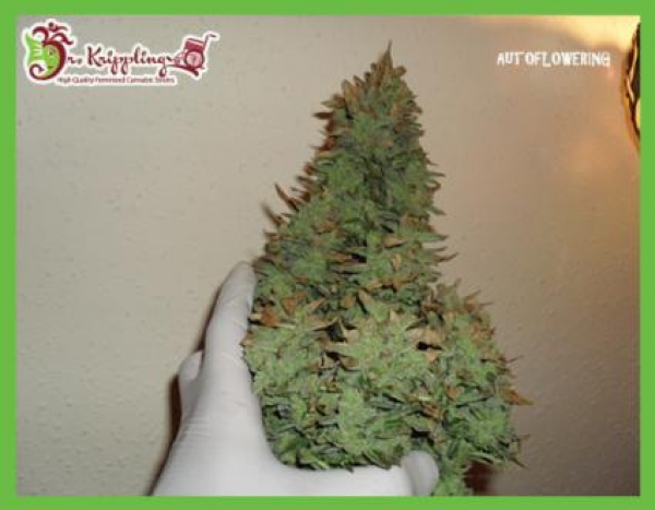 Dr Krippling Smokin' Gun Auto Feminised Cannabis Seeds For Sale
