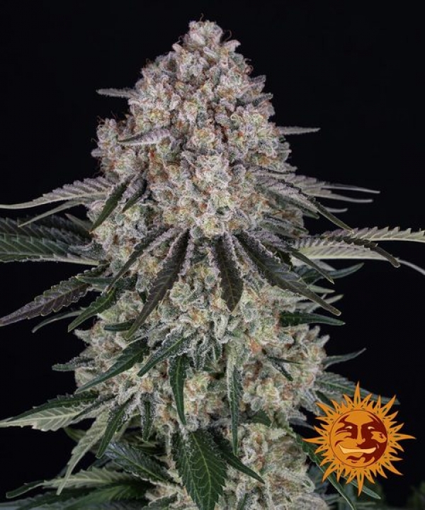 Sour Diesel Auto Feminised Cannabis Seeds | Barney's Farm 