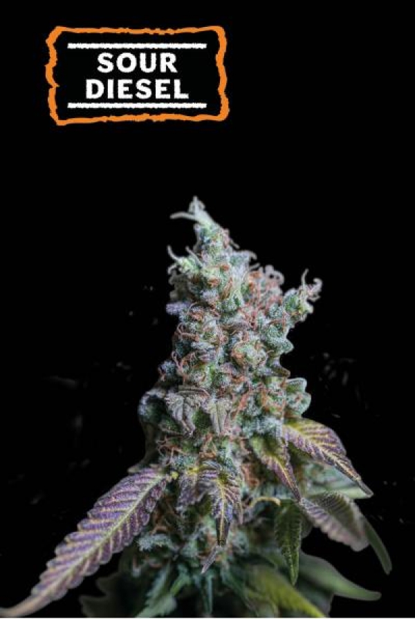 Sour Diesel Feminised Cannabis Seeds | Seed Stockers.