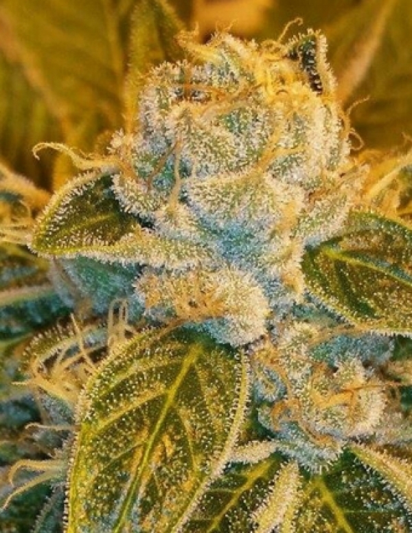 Sour Ripper Feminised Cannabis Seeds