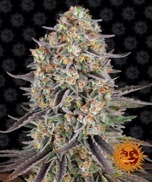 Sour Strawberry Feminised Cannabis Seeds | Barney's Farm Sour Strawberry Feminised Cannabis Seeds | Barney's Farm