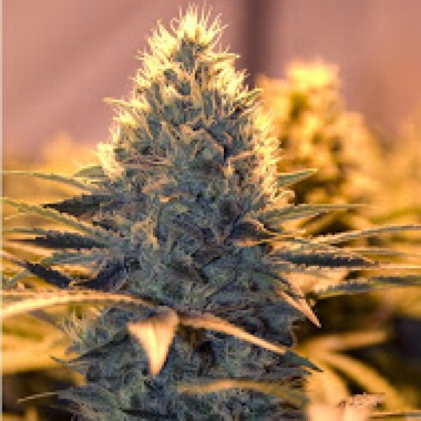 Spliff Stilton Feminised Cannabis Seeds (Spliff Cheese) |  Spliff Seeds