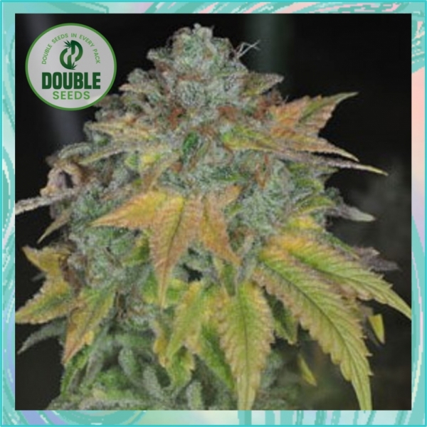 Stardawg - Double Seeds
