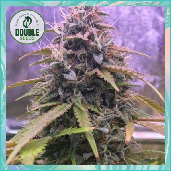 Stardawg Auto Feminised Cannabis Seeds - Double Seeds