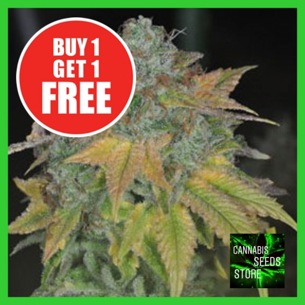 Stardawg Feminised Cannabis Seeds | Cannabis Seeds Store Stardawg Feminised Cannabis Seeds | Cannabis Seeds Store