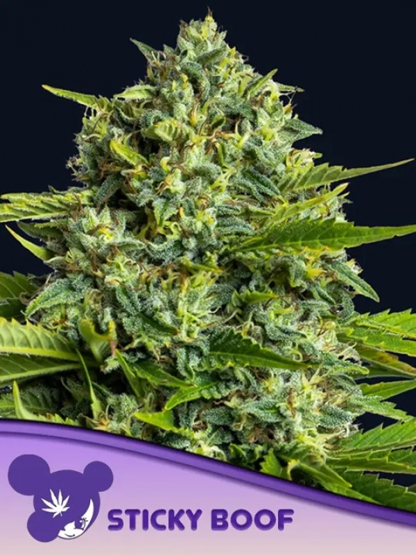 Sticky Boof Feminised Cannabis Seeds - Anesia Seeds