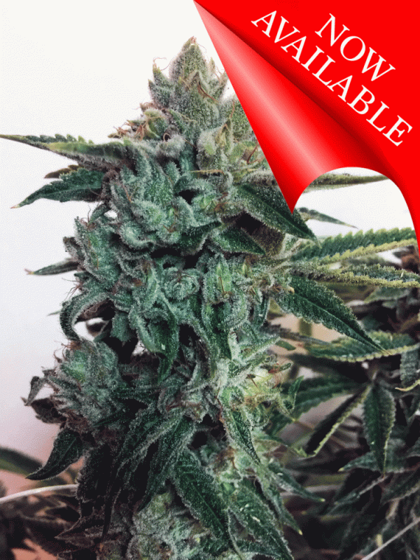 Sticky Zkittlez Glue Feminised Cannabis Seeds | Cream Of The Crop