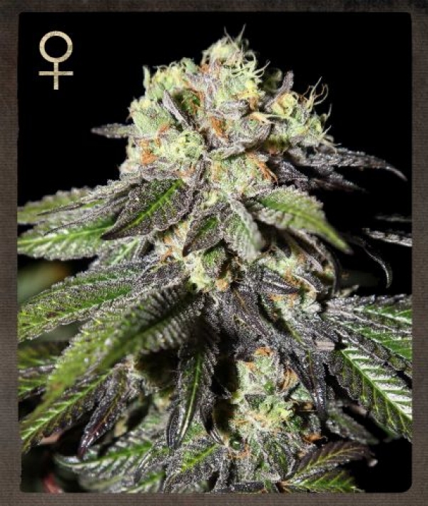 Buy Strain Hunters Caboose Feminised Cannabis Seeds Buy Strain Hunters Caboose Feminised Cannabis Seeds